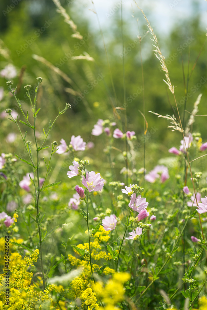 Summer field in the Ukraine, countryside flowers