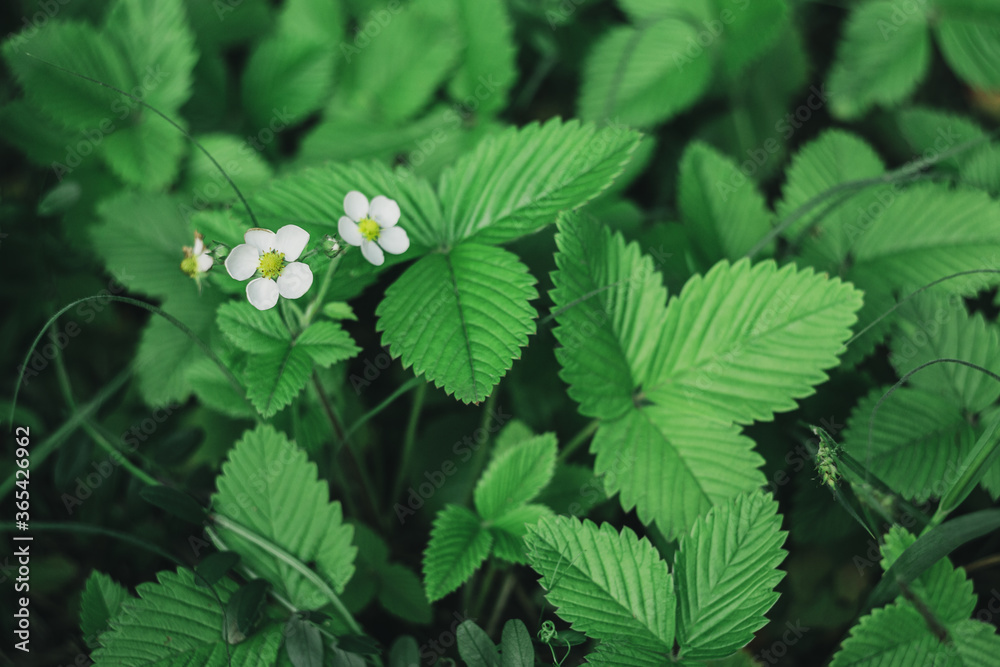 Tender flowers of wild strawberry in the meadow. Dark green background. Tender flowers of wild strawberry in the meadow. Dark green background.