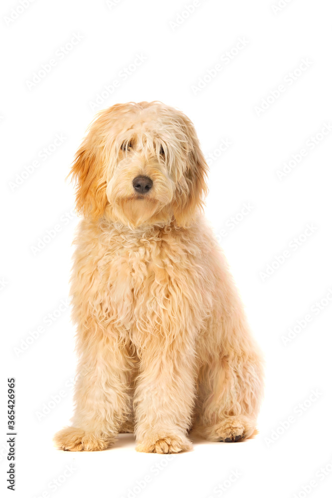 Golden Doodle dog