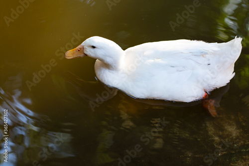 Beautiful white duck close up, the duck swims in dark water with reflections.