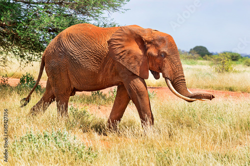 African red elephant is in wildlife reserve. Africa s big 5  five  animals.