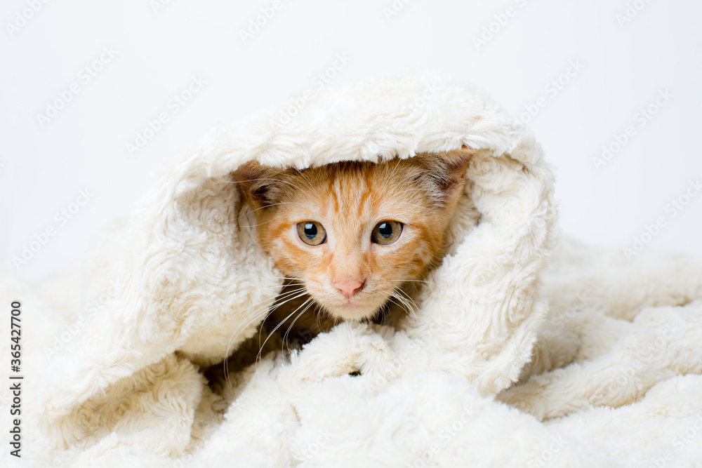 Obraz premium red kitten wrapped in a blanket on a white background