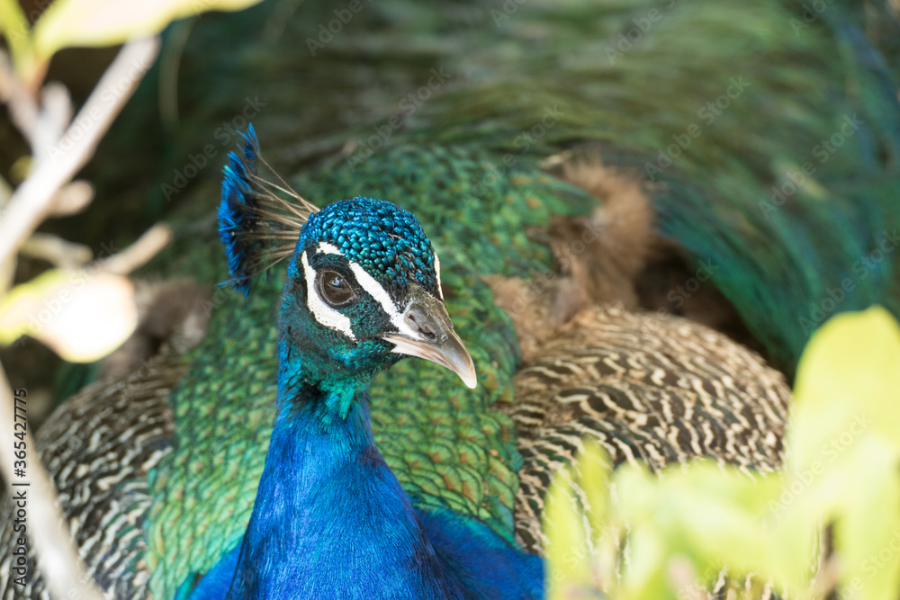 detail of a proud colorful peacock detail of a proud colorful peacock
