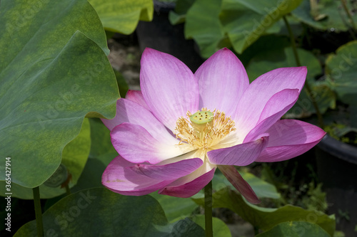 fleur de Lotus