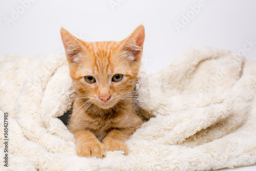 red kitten wrapped in a blanket on a white background