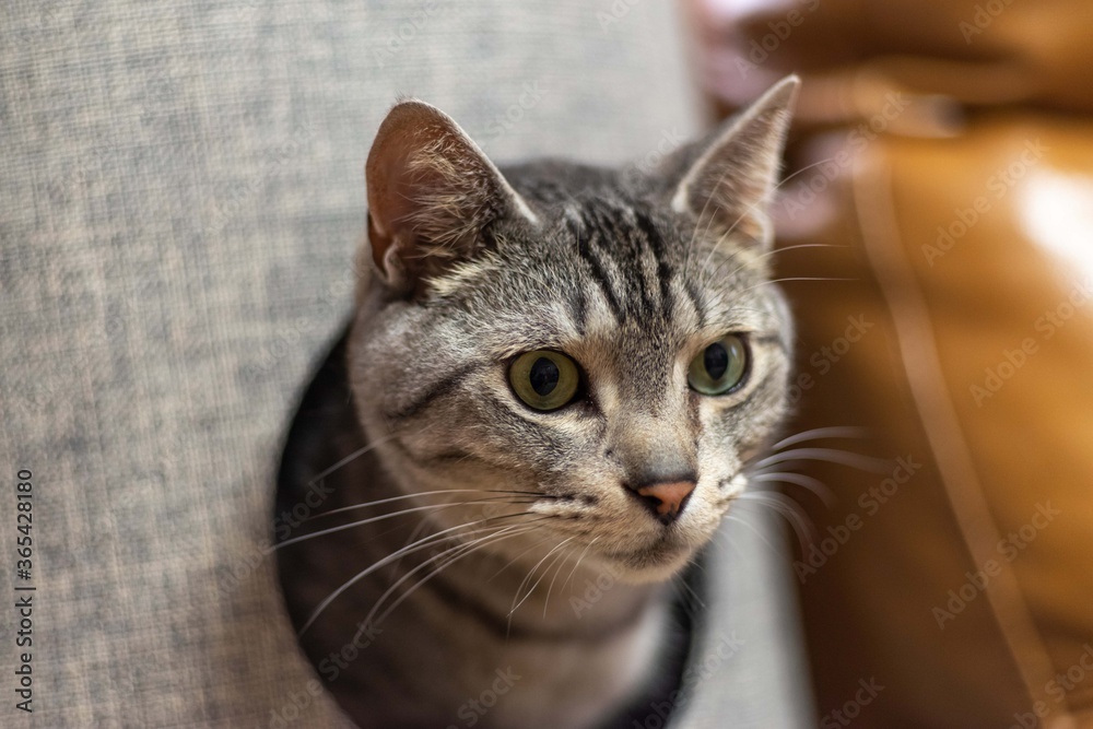 キャットタワーから顔を出す猫 サバトラ猫 キャットタワーから顔を出す猫 サバトラ猫
