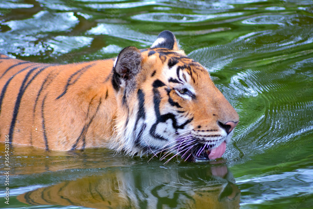 Fototapeta premium Tiger swimming in water with open tongue