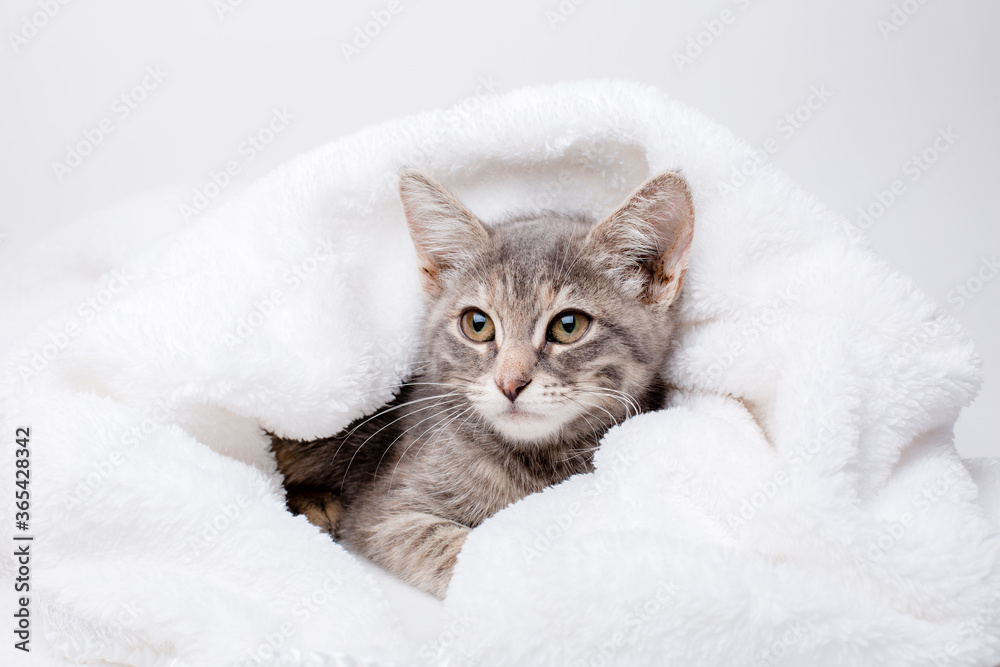 grey kitten wrapped in a blanket on a white background