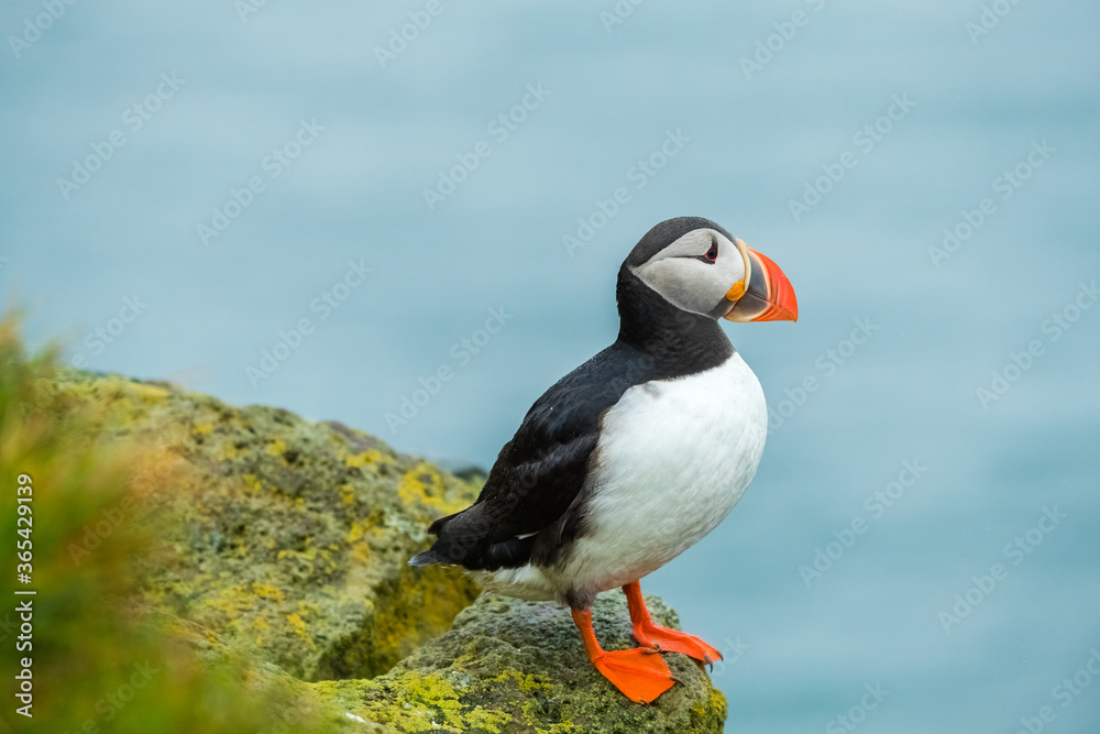 Close up cute of Puffin at island in Iceland Close up cute of Puffin at island in Iceland