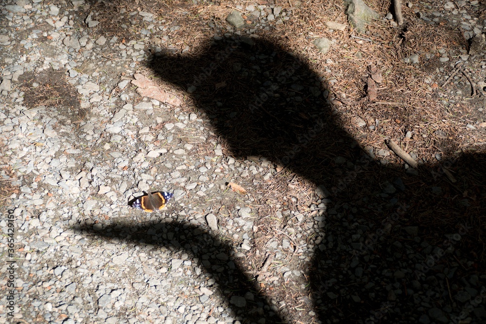 brown colorful butterfly on the ground brown colorful butterfly on the ground
