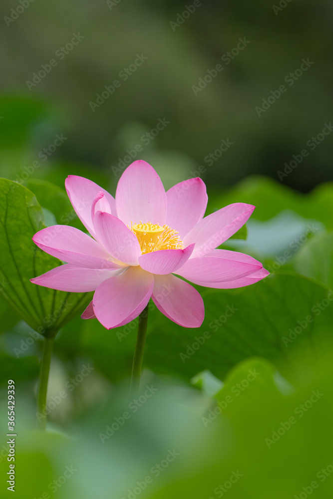 蓮の花 蓮の花