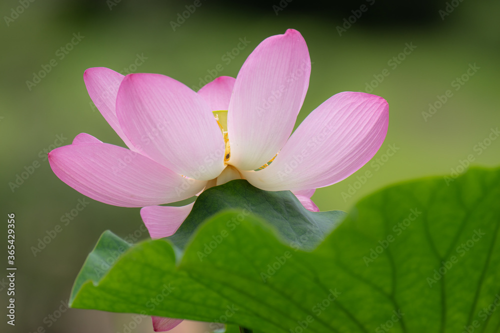 Fototapeta premium 蓮の花