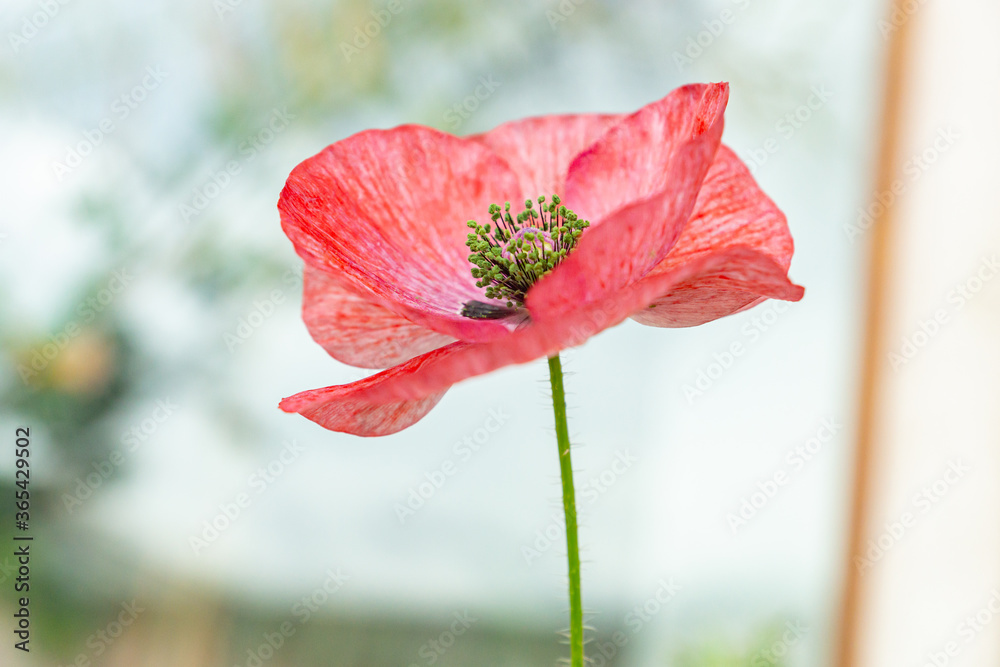 Vivid green pollen of a red mauve poppy flower of Mother of Pearl heirloom variety on a sunny day on a balcony. Growing pollinator-friendly plants in containers as a family urban-gardening