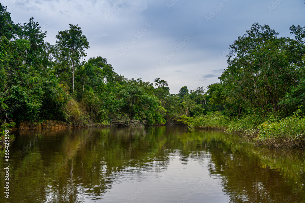 Amazon rain forest in a perfect and lovely sunny day