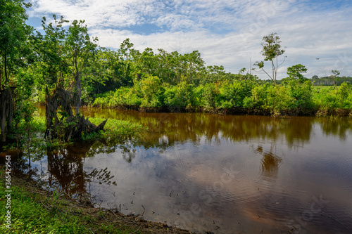 Amazon rain forest in a perfect and lovely sunny day