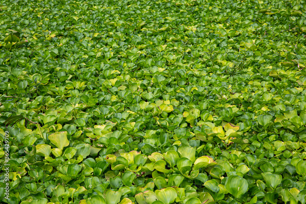 Beautiful water hyacinth in the lake , green wallpaper Beautiful water hyacinth in the lake , green wallpaper