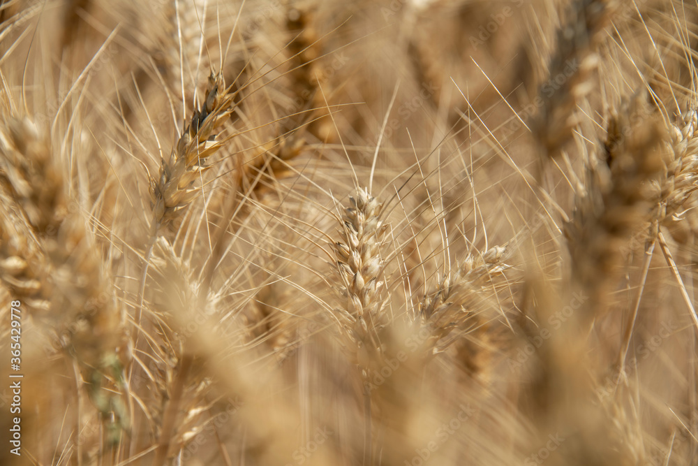 Fototapeta premium Gelbreife Getreideähren auf dem Feld, Makro und selektive Schärfe.