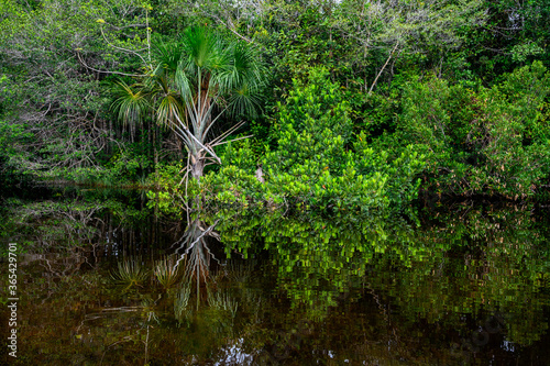 Amazon rain forest in a perfect and lovely sunny day