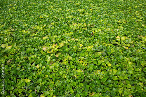 Beautiful water hyacinth in the lake , green wallpaper