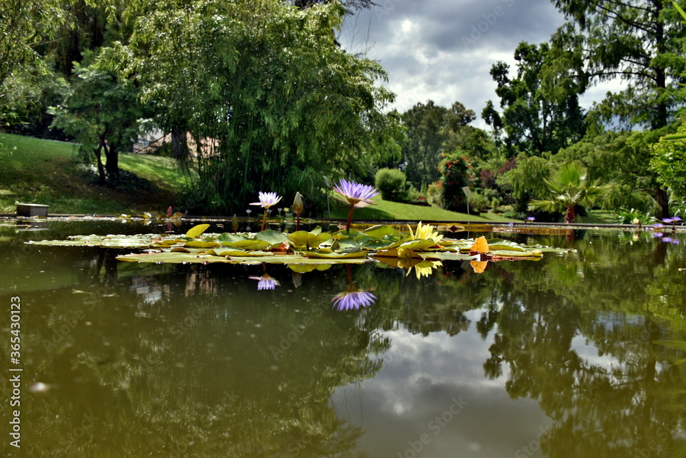 Obraz premium Seerosenteich im Botanischen Garten in Freiburg