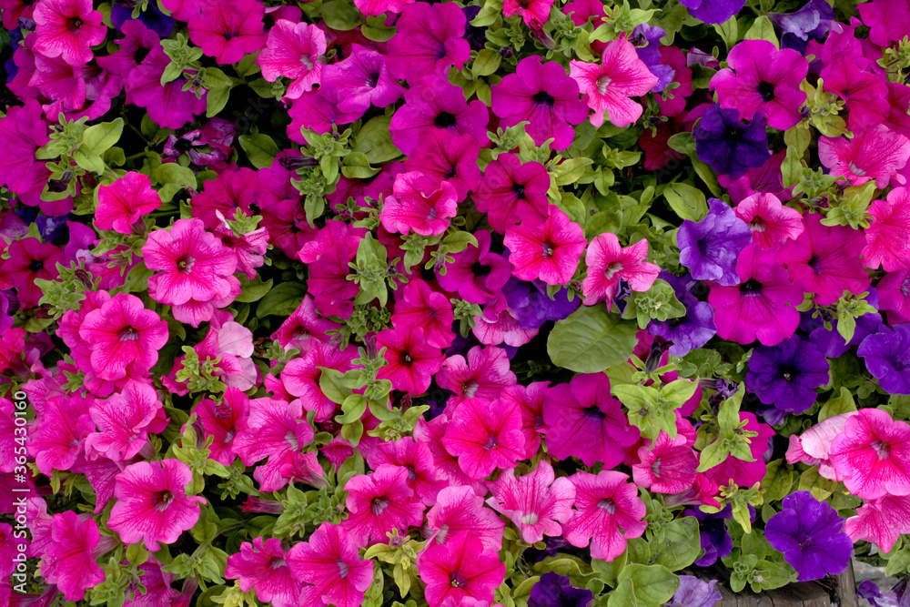 close up on flowered petunia plant close up on flowered petunia plant