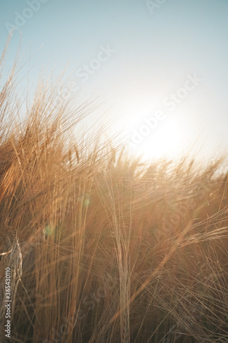 Close up of spikes in the sunset