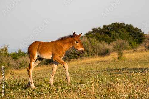 portrait of a free foal in the mountains