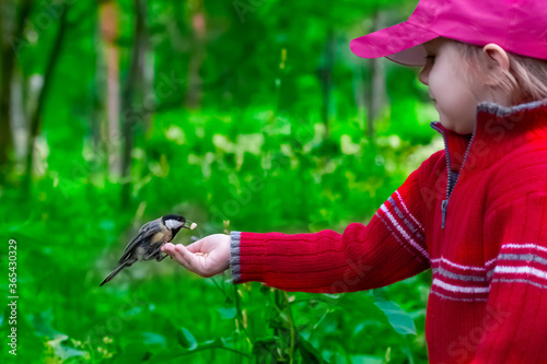 beautiful three-year-old girl in a red sweater feeds pine nuts with her hands on a titmouse