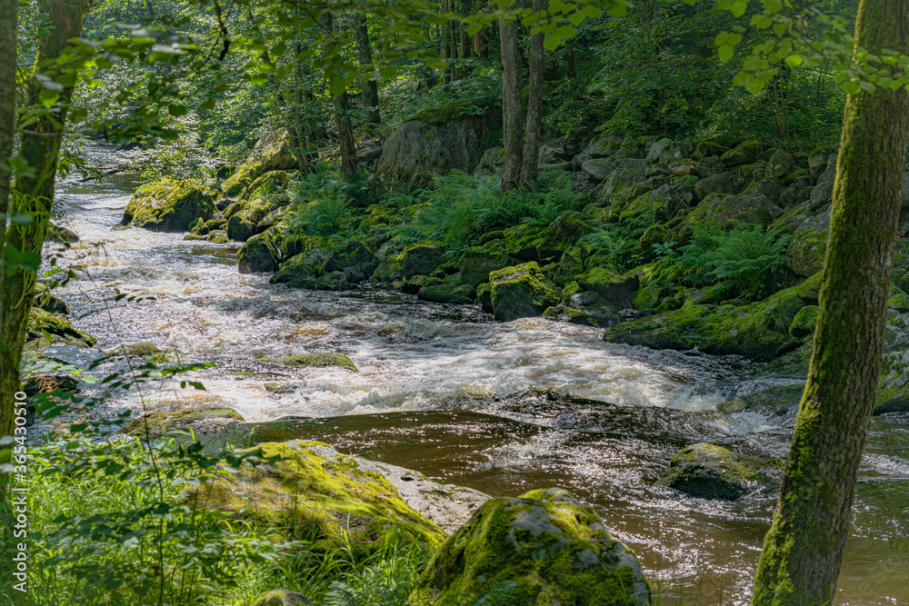 The romantic river ilz in the bavarian forest The romantic river ilz in the bavarian forest