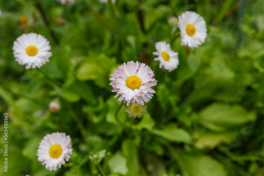 common daisy or Bellis Perennis on a lawn. common daisy or Bellis Perennis on a lawn.