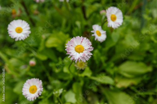 common daisy or Bellis Perennis on a lawn.