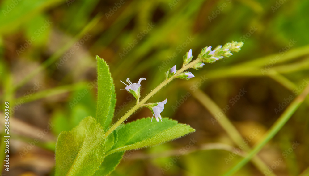 Veronica officinalis Veronica officinalis