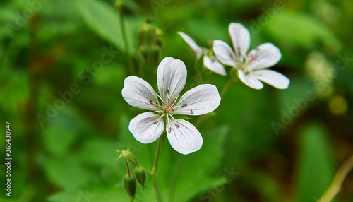 Geranium pratense