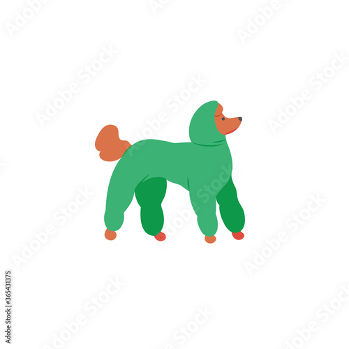 Funny cartoon style icon of royal poodle for different design. Cute family dog in overalls.