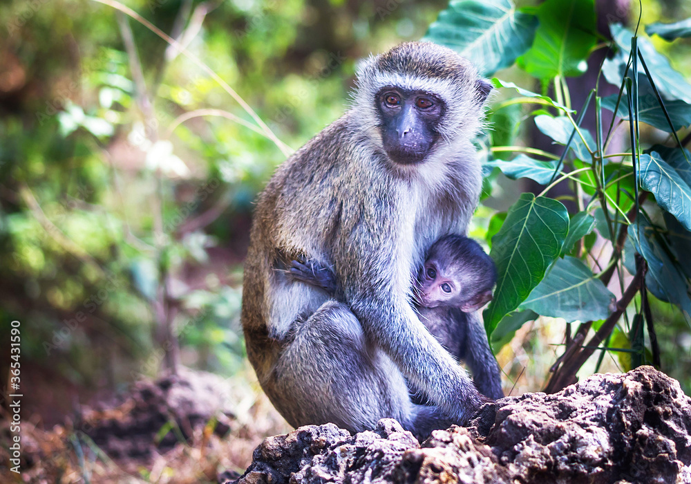 Obraz premium Monkeys (vervet) are in the wildlife reserve on the natural grass, trees background. Outdoor. Kenya, Africa. Copy space.