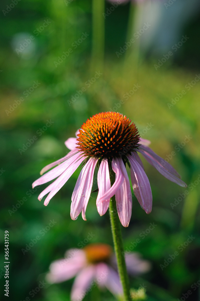 Pink flowers in the garden in summer closeup Pink flowers in the garden in summer closeup