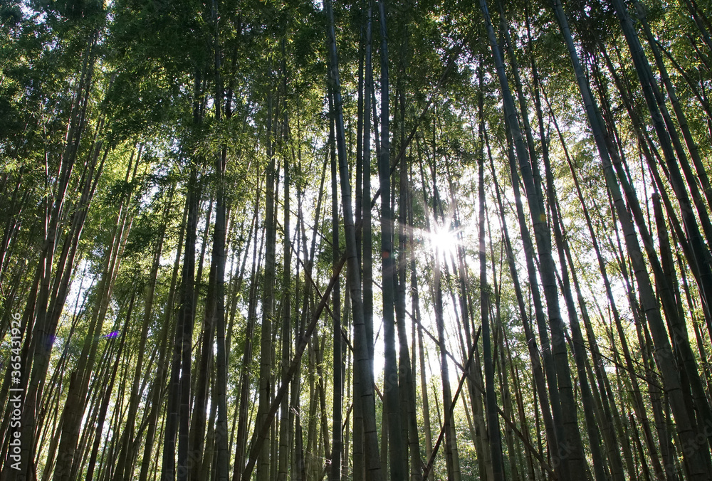 Solar light to shine in the forest of the bamboo Solar light to shine in the forest of the bamboo