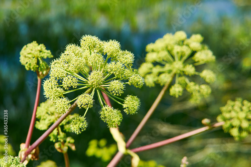 Norwegian angelica