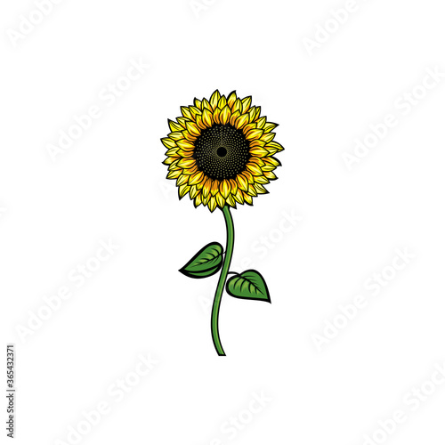 Vintage yellow blooming sunflower. Big sunflower element Idea for business visit card, typography vector, print for t-shirt.