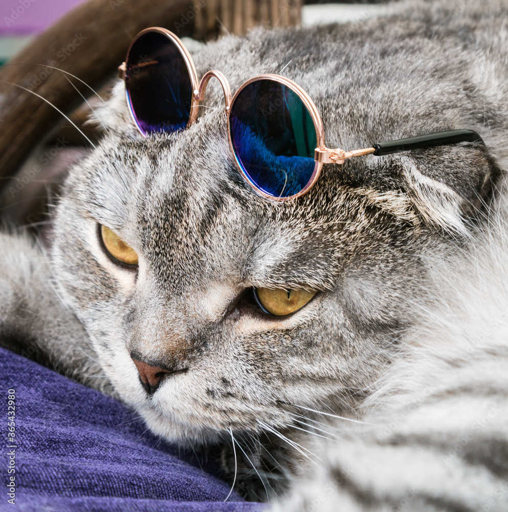 Scottish fold cat in fashionable sunglasses with blue glasses Stock-foto | Adobe Stock