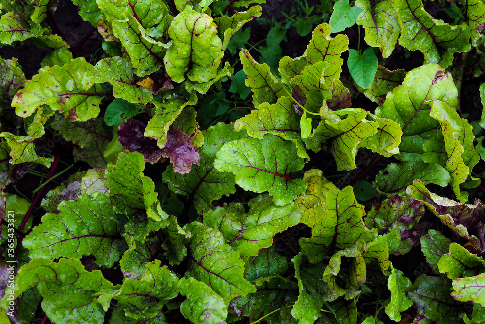 background and texture of beet leaves on the garden bed in drops after the rain. view from above. background and texture of beet leaves on the garden bed in drops after the rain. view from above.