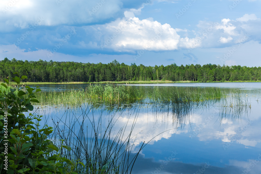 Clear blue water, reeds and grass along the shore, water lilies on the water. White clouds reflect in water. Summer holidays and travels in Belarus.