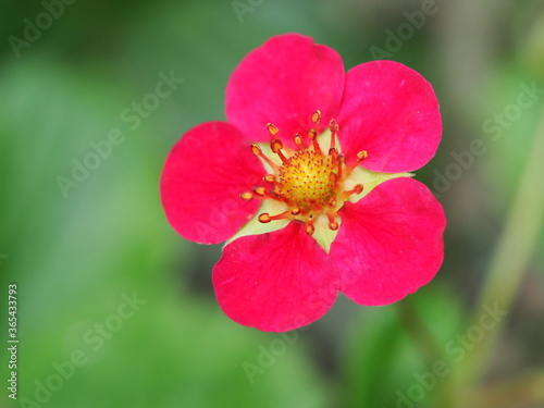 Pinke Blüte einer Erdbeere photo