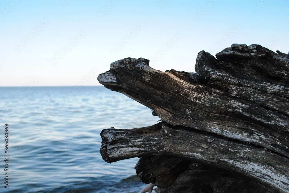 The seashore green trees and old logs. The seashore green trees and old logs.