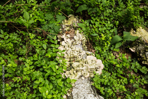 Birch mushroom Piptoporus betulinus on numerous trees. The mushroom helps destroy dead wood. Used in the visual arts. Forest landscapes and backgrounds. Wet marshy forest of Belarus.