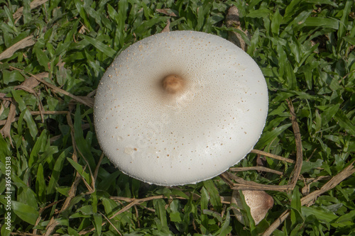 mushroom on green grass in garden