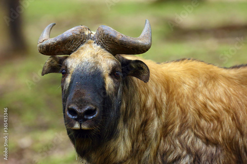The Mishmi takin (Budorcas taxicolor taxicolor), portrait. An endangered goat-antelope portrait. photo
