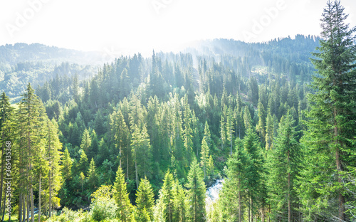 Top view of a pine forest © robertdering