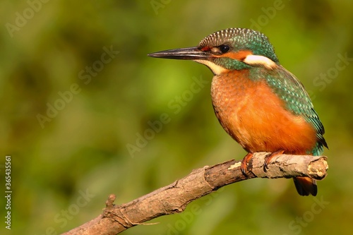 Male common kingfisher, looking curiously downwards. Blue and orange bird with long beak sitting on a perch in summer with green blurred background. Alcedo atthis. © Filip