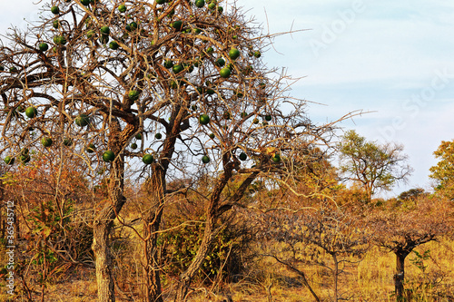Marula Baum im Mahangu Park in Namibia 